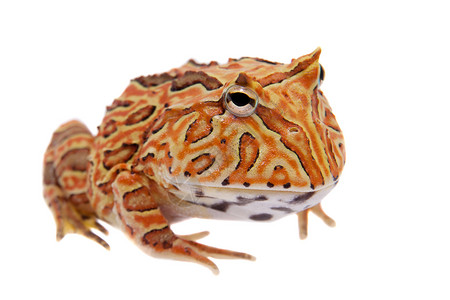 可爱的青蛙幻想角蛙在白色上被孤立濒危青蛙生物学动物大嘴野生动物情调异国男人橙子背景