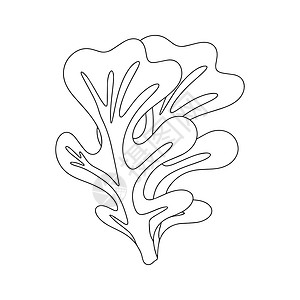 南大西洋橡叶生菜叶叶叶叶 健康的有机素食食品 病媒说明 白色背景叶子厨房收成植物餐厅店铺香料市场草药卡通片插画
