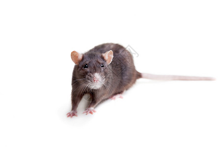 老鼠 三岁白鼠动物工作室宠物爪子主题胡须头发生物尾巴毛皮背景图片