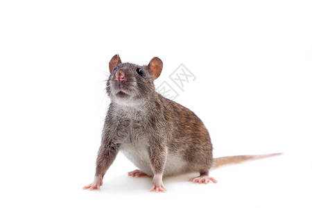 褐家鼠啮齿动物动物主题高清图片