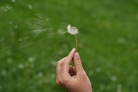 吹在一个人手中的花朵上思维一厢情愿空气高清图片