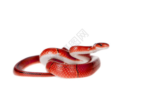 小红竹蛇在白上被孤立宠物少年橙子濒危异国猎人毒蛇热带雨林情调毒液背景图片
