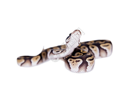 皇家Python 或球 Python在白色上基因捕食者生物动物学动物群蛇皮野生动物宠物危险情调背景图片
