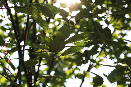 夏天在蓝天上绿叶特写 树枝上甜美的绿叶照亮了明亮的阳光 自然新鲜的树叶背景 太阳逆光树枝在风中摇曳 晴朗的公园天气植物森林叶子环背景图片