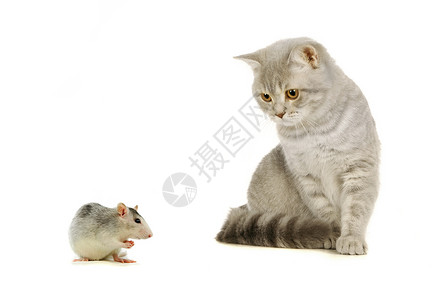 猫看鼠灰色苏格兰猫和鼠标在白色上背景