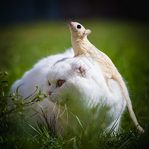 白化病白苏格兰手猫 在草地上有白糖滑翔机动物群荒野胡须野生动物负鼠飞行夜曲环境乐趣兽医背景