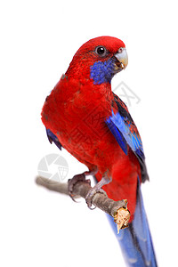 玄凤鹦鹉白色的红色罗塞拉动物学宠物动物园野生动物动物热带警觉工作室蓝色羽毛背景