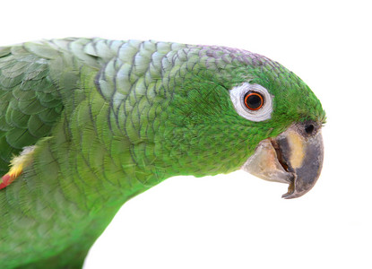 白背景的亚马逊鹦鹉情调粉质店铺动物学动物园宠物野生动物眼睛濒危生物学背景图片
