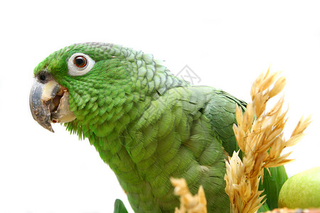 亚马逊鹦鹉吃白食动物动物群账单动物学翅膀动物园野生动物生物学店铺眼睛背景图片