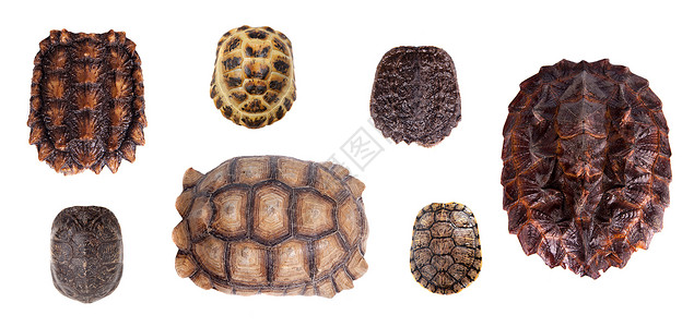 白色上不同的乌龟壳淡水红耳皮肤青蛙甲壳宠物爬虫眼睛工作室海龟背景图片