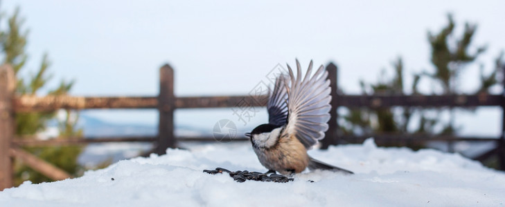 雪食物寒冷的冬天 山地风景 在森林公园的雪色观察甲板上 展翅为翅膀背景