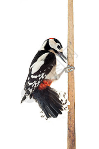 大斑点啄木鸟白色的大斑点木鸟男性野生动物学习木头荒野动物群林地女性歌曲动物背景