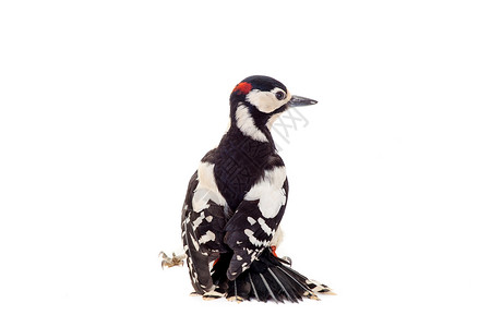 斑点鸟啄木鸟科美丽的高清图片
