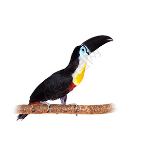 在白色上隔离的频道插管拖卢肯热带计费雨林账单异国蓝色丛林合作动物园鸟类背景图片