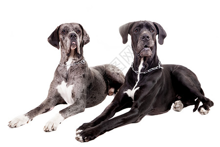 黑色大丹犬两只白色的丹麦大狗哺乳动物家畜犬类脊椎动物动物斑点小狗警报黑色主题背景