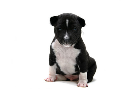 白色的小巴森吉小狗黑色动物工作室哺乳动物褶皱刚果皱纹警觉宠物犬类背景