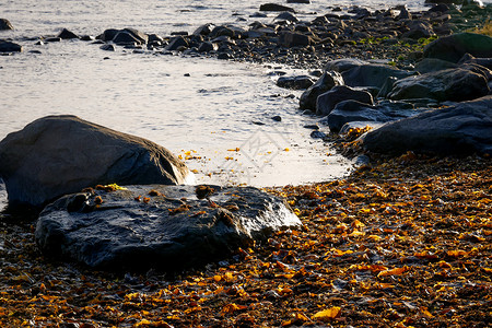 海岸带俄罗斯白海湾的棕色拉米尼亚矿物石头海藻海滩蔬菜水生植物海岸线巨石瓦砾岩石背景