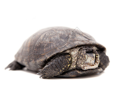 欧洲池塘龟宠物乌龟高清图片