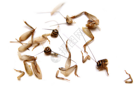 白板上的死式公室板球天线野生动物蟋蟀主题蟑螂宏观房子甲虫害虫昆虫背景图片
