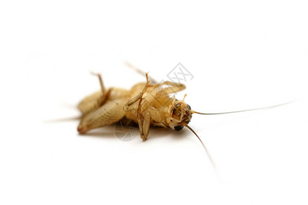 白板上的死式公室板球蚱蜢动物主题家蝇甲虫工作室天线蟑螂害虫昆虫背景图片