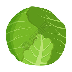 整个绿色卷心菜与背景隔绝 平面矢量说明水果插图绘画叶子甜点种子标识食物卡通片果味插画