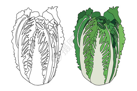 农贸批发市场新鲜的大白菜图标 直线型 扁平型 农贸市场卷心菜 素食沙拉设计 有机食品 平面样式的分析图设计图片