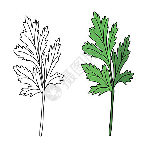 在白色背景上孤立的西兰特罗 鲜香绿色草药的矢量插图厨房蔬菜香料叶子芳香烹饪植物卡通片美食香气插画