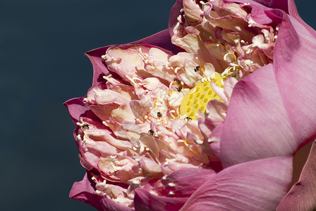 卜蜂莲花粉红色莲花花瓣和花粉中的小昆虫背景