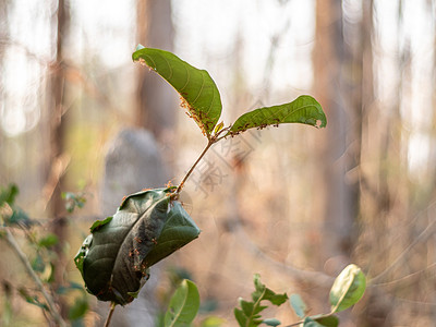 火蚁蜇伤叶藻属团体高清图片