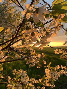 日落在一棵开花樱花树后面墙纸绘画框架天空横幅花瓣插图植物群婚礼樱花背景图片