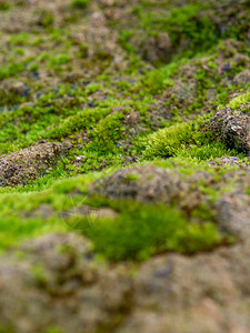 阻尼在潮湿的石块上种植覆盖面的新绿苔草公园花园生长季节晴天绿色藻类森林阳光环境背景