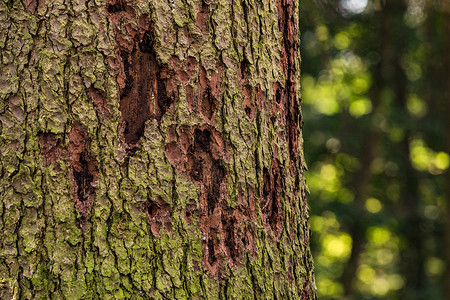 牛甲虫在德国森林中导致森林死灰复燃高清图片