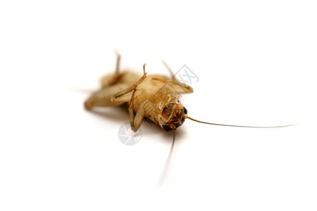 白板上的死式公室板球甲虫动物蚱蜢家蝇房子蟑螂昆虫主题野生动物害虫背景图片