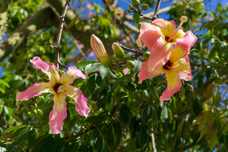 木棉花瓣一棵树开花 满是黄粉花朵叶子香肠旅行公园树干森林蓝色植物学花瓣木棉背景