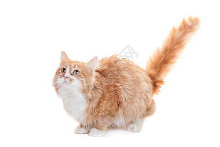 它是一只猫白上金姜混合种猫哺乳动物宠物胡须主题小猫毛皮友谊警报食肉生物背景