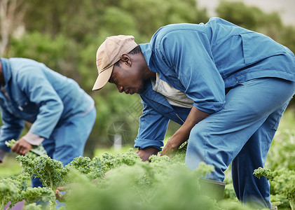市场领域农场工人 农业和市场蔬菜领域 用于农业经营和有机食品生产的农村工厂 农业综合企业的自然 原始和园艺工作可持续性背景