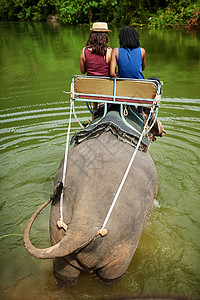 热带雨林大象在大象乘大象穿过热带雨林时 两名年轻游客的后视镜头被拍下来了 这简直是一团糟背景