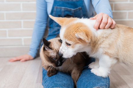 手软健康犬类高清图片