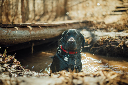 泥泥狗黑色拉布拉多采集器在水 湿泥和潮湿的坑里玩晴天实验室公园动物猎犬哺乳动物游戏宠物森林朋友背景