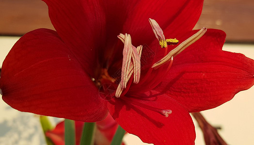 特写显示花粉的孤挺花花 孤挺花 孤挺花科 朱顶红草本植物花瓣农业植物学叶子花束季节百合热带宏观花园背景图片