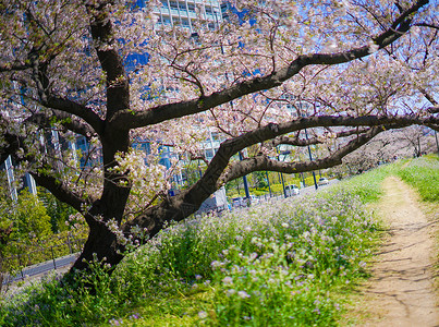 塔马河的樱花花粉色蓝天树木晴天天空植物樱花花瓣急线高清图片