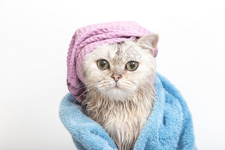 洗完澡后 穿着蓝毛巾裹在头上的紫花帽上背景