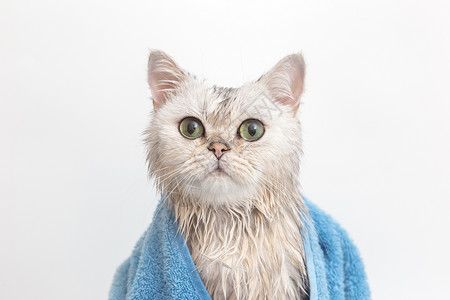湿毛巾洗完澡 用蓝毛巾包起来的 有趣的湿白色可爱小猫背景