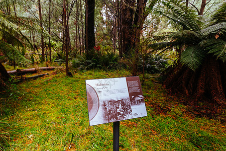 村指示牌澳大利亚维多利亚州Cambarville历史村森林桉树植被植物指示牌缠绕假期薄雾机械衬套背景
