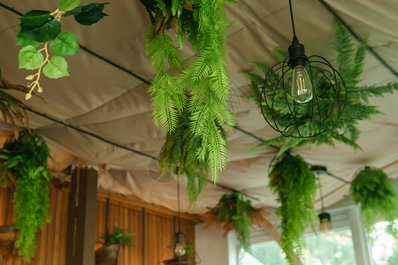 六要素室内咖啡厅内装有生物生物学设计要素 天花板上装饰着挂在室内植物的壁画生长绿化丛林亲生物园林园艺叶子热带花园房间背景