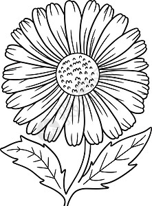 英国雏菊Daisier 成人花朵彩色页面插画