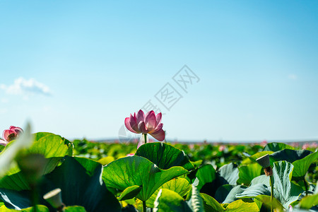 一朵粉红色的莲花在风中摇曳 以他们的绿叶为背景 自然环境中湖上的莲花场植物百合视频植物学池塘花粉花园叶子草药宏观背景图片