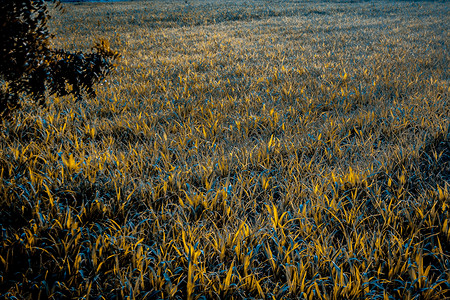 金色的时速 青草在田野中闪亮 阳光照到他们身上黄金时段植物晴天花园太阳植物群农业农村玉米背景图片