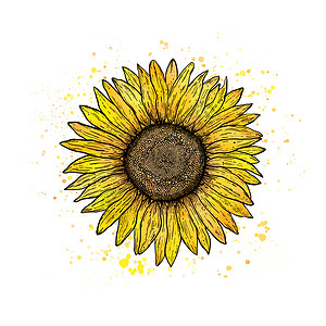 白背景的向日葵农业黄色水彩植物标识插图黑色艺术花瓣白色背景图片