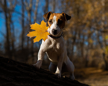 ps素材狗树晚上杰克罗瑟尔特瑞尔狗在秋天森林散步 晚上小狗公园宠物院子阳光棕褐色树叶朋友晴天动物背景